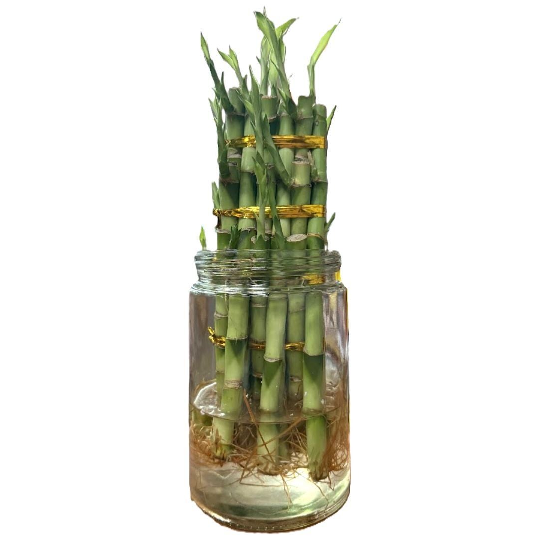 lucky bamboo wholesale LUCKY BAMBOO